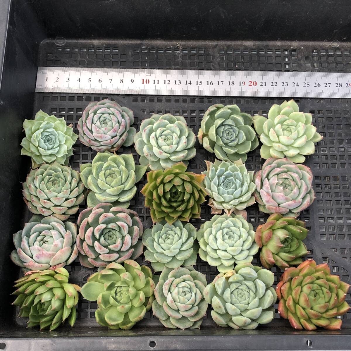 * Top　エケベリア　20個　0930K-O049　多肉植物　カット　ミックス苗　出荷日10/3か4