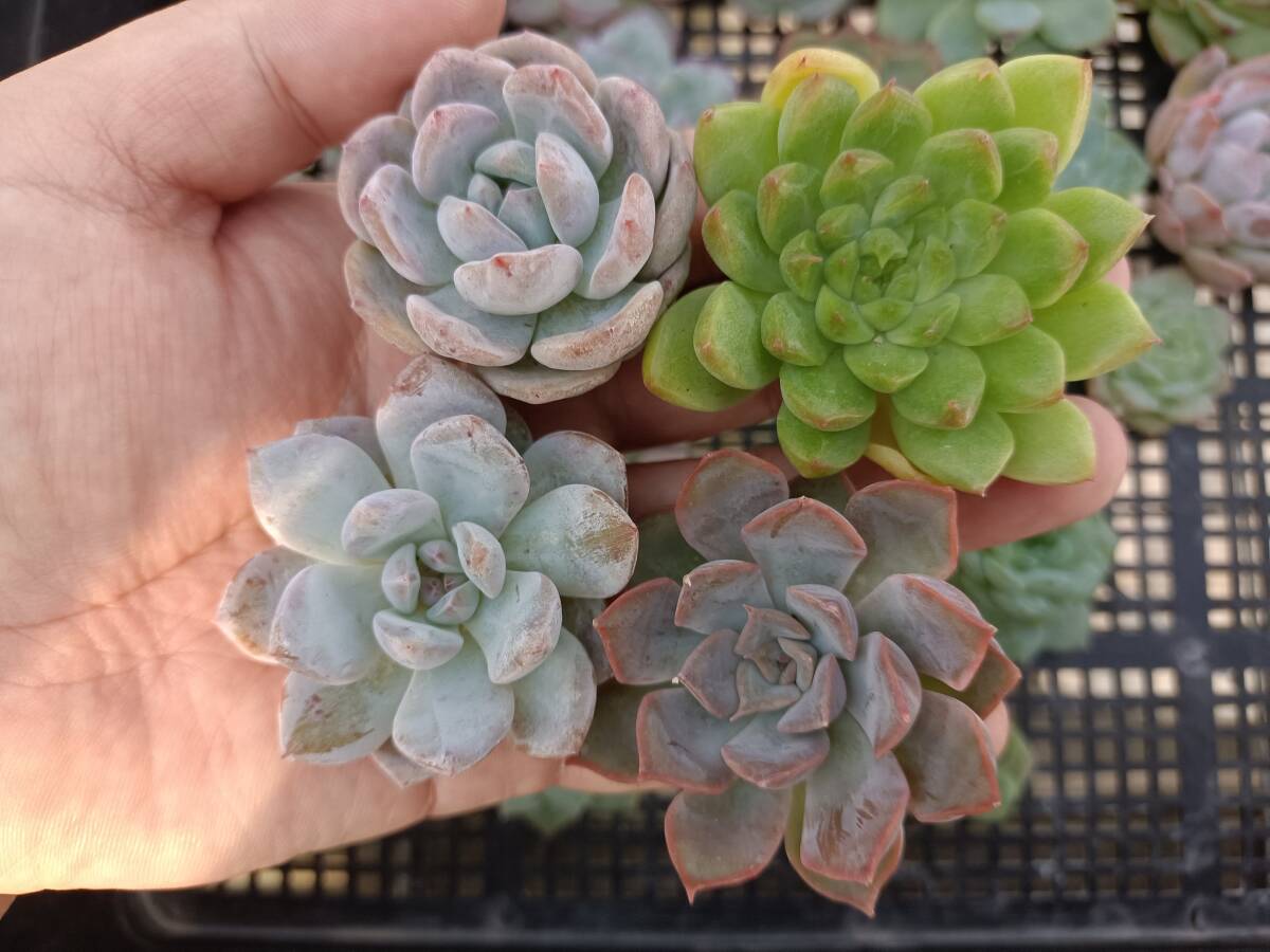* Top　エケベリア　30個　1002Q-W001　多肉植物　カット　ミックス苗　出荷日10/3か4
