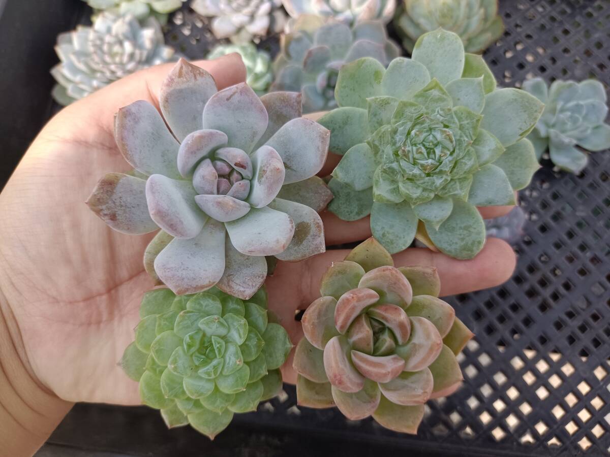 * Top　エケベリア　30個　1002Q-W018　多肉植物　カット　ミックス苗　出荷日10/3か4
