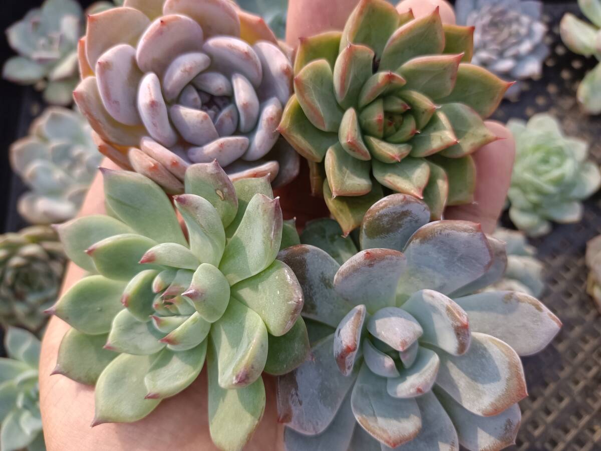 * Top　エケベリア　30個　1002Q-W115　多肉植物　カット　ミックス苗　出荷日10/3か4