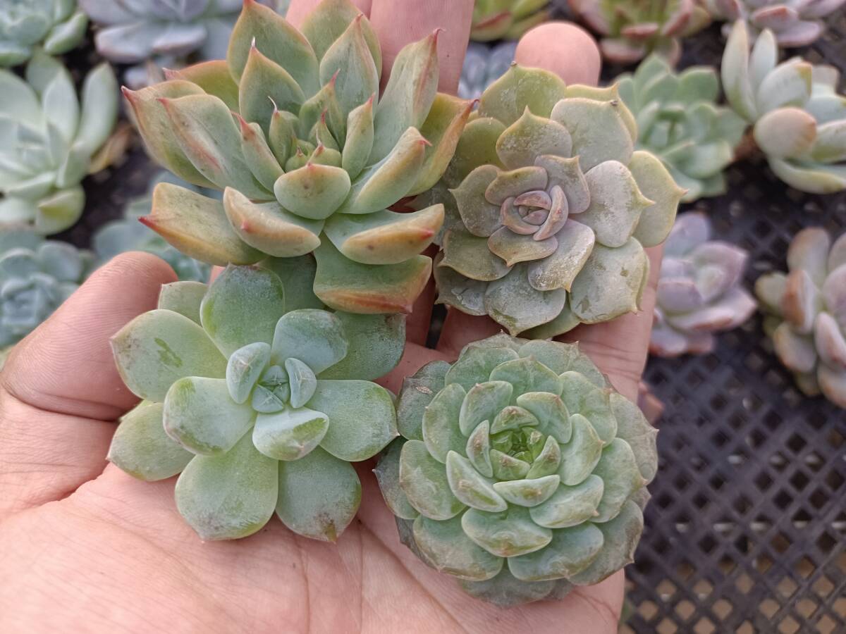 * Top　エケベリア　30個　1002Q-W167　多肉植物　カット　ミックス苗　出荷日10/3か4