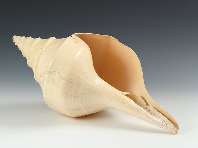 Yahoo!オークション - 貝殻 標本 オオイトカケガイ 特大 64.5mm