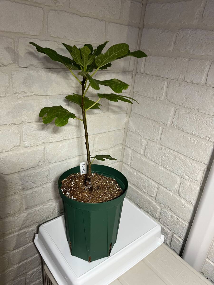 【イチジク苗木】デル・セン・ジャウメ・グラン（Del Sen Jaume Gran）希少品種。海外のイチジクマニアにかなり人気。根しっかり生えてます