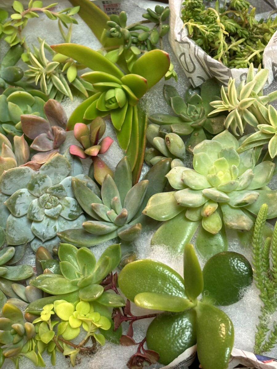多肉植物 もりもり多肉セット 30種類以上 寄植え 詰め合わせ 箱 多肉植物 もりもり多肉セット 30種類以上 寄植え 詰め合わせ 箱