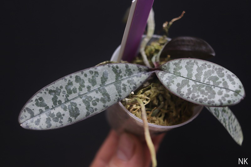 NK Phal.schilleriana 自然種実生苗 銀葉セレクト個体 洋蘭 NK Phal.schilleriana 自然種実生苗 銀葉セレクト個体 洋蘭