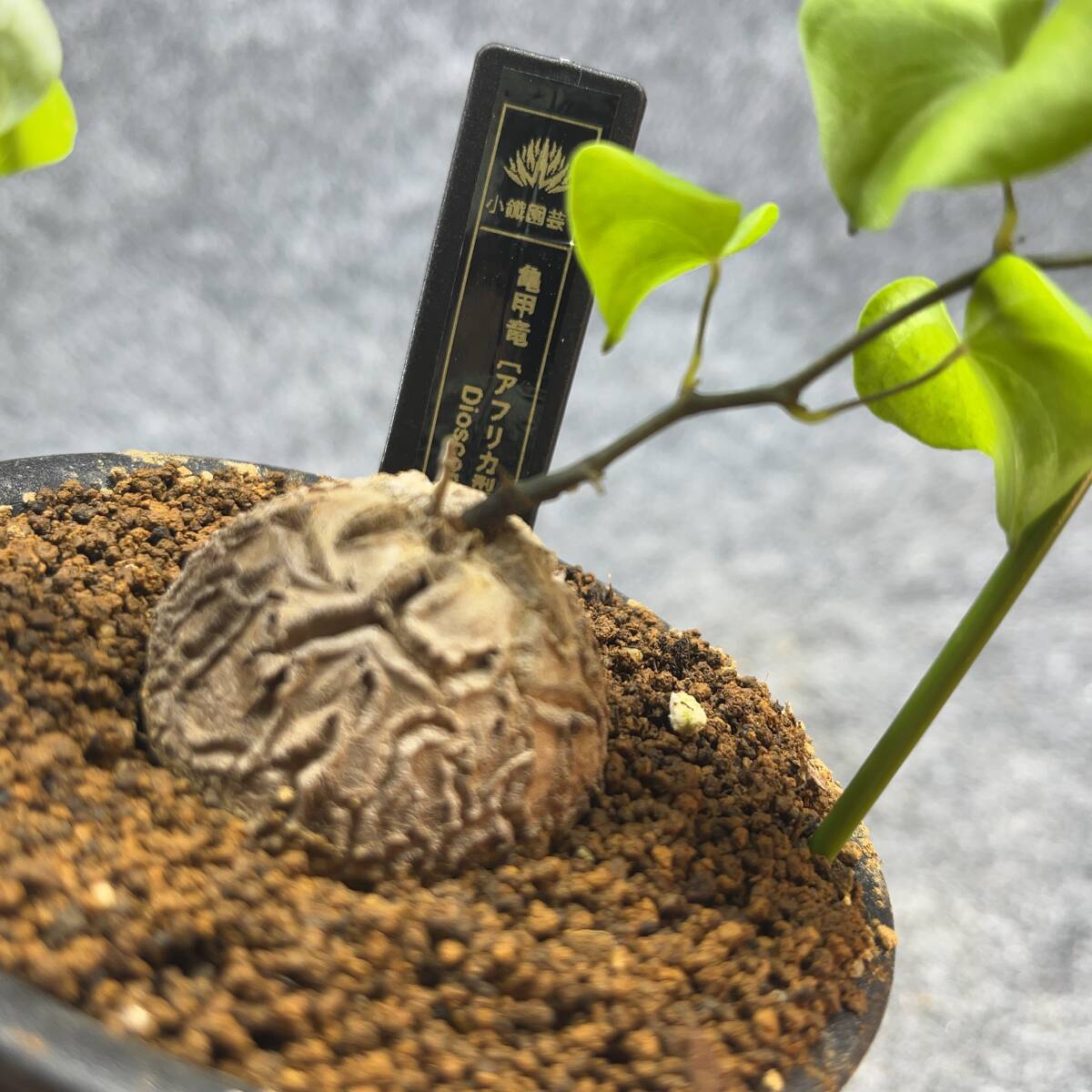 鉢ごと発送 アフリカ型 亀甲竜 / Dioscorea elephantipes / 3号 鉢ごと発送 アフリカ型 亀甲竜 / Dioscorea elephantipes / 3号