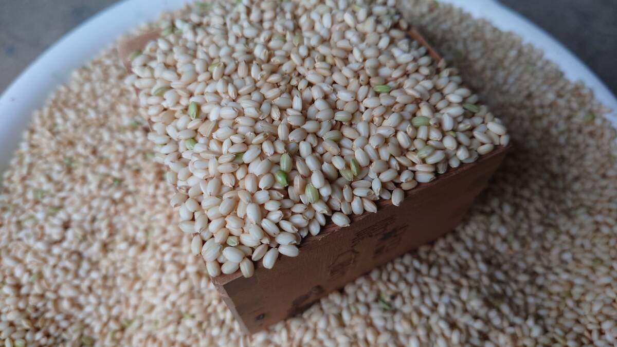 令和6年度　新米　こがね餅　30kg 無農薬、天日干し　農家直送 精米無料