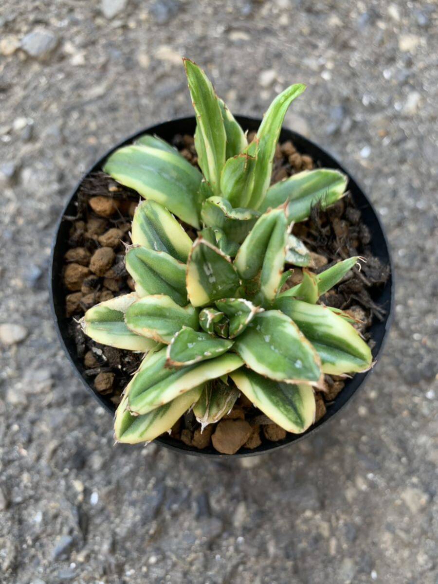 Yahoo!オークション - アガベ 笹の雪 細目の光錦 Agave 多肉植物 Yahoo!オークション - アガベ 笹の雪 細目の光錦 Agave 多肉植物