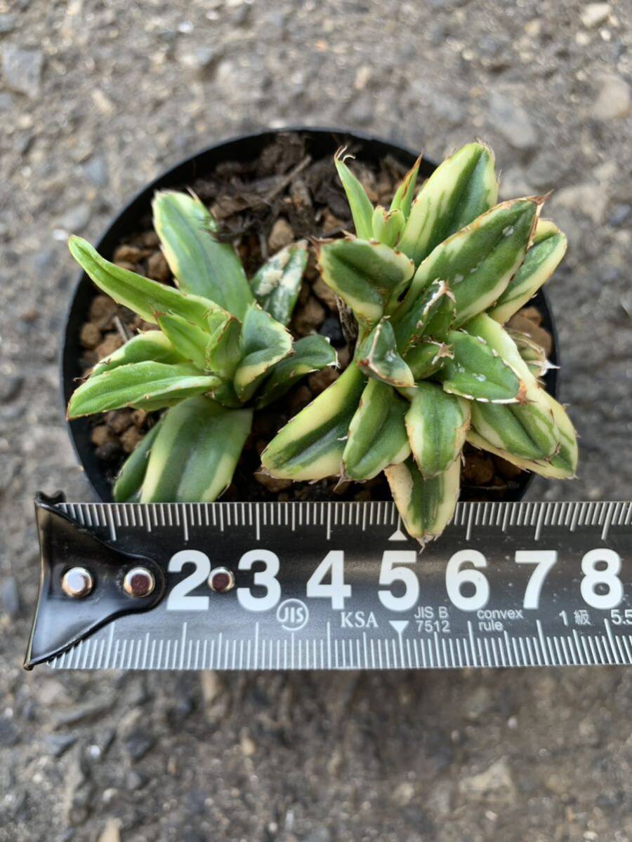アガベ 笹の雪 細目の光錦 Agave 多肉植物(アガベ)|売買された アガベ 笹の雪 細目の光錦 Agave 多肉植物(アガベ)|売買された