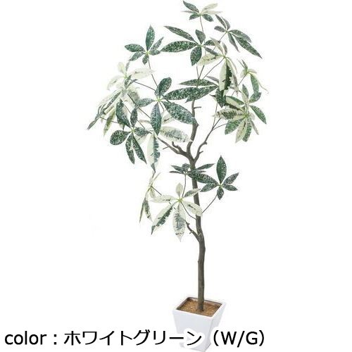 ポピー パキラミルキーウェイツリー GLA-1547 全長150cm・幅100cm ポット□17cm×H16cm/業務用/新品/小物送料対象商品