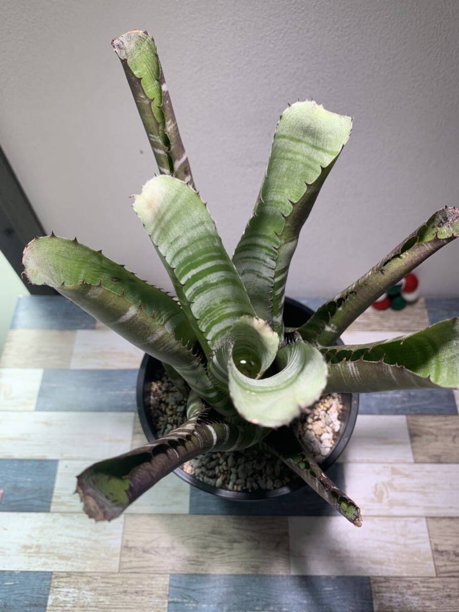【D1】Aechmea chantinii 'Black Ebony' hybrid　★エクメア★タンクブロメリア★　タイ現地株 ≪K-PLANT≫