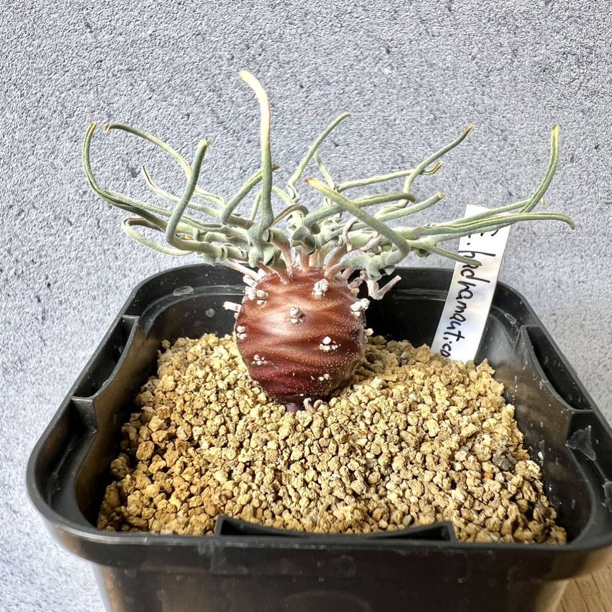 Yahoo!オークション - ユーフォルビア ハドラマウチカ euphorbia Yahoo!オークション - ユーフォルビア ハドラマウチカ euphorbia