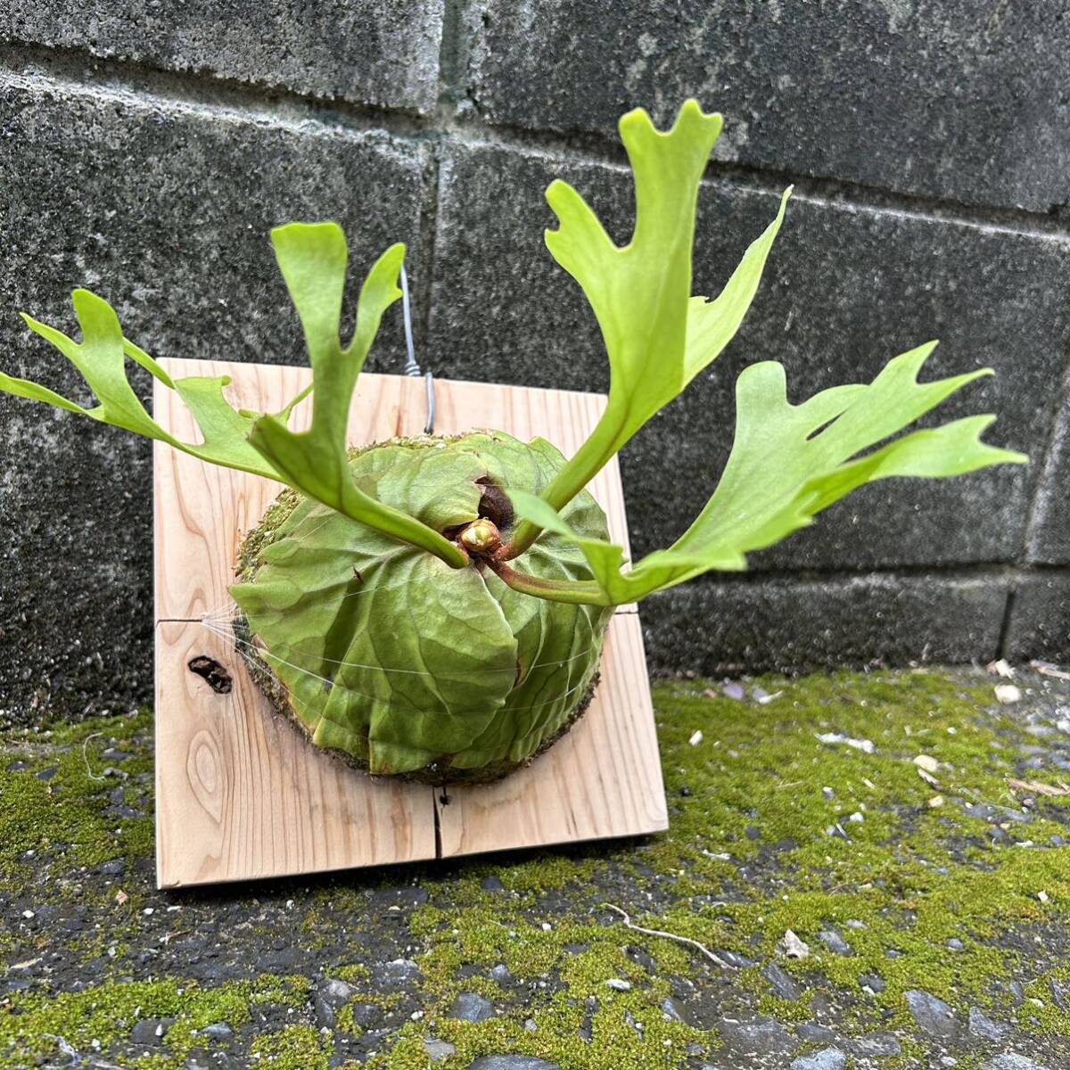 ビカクシダ リドレイ 胞子培養株 Platycerium Ridleyi B