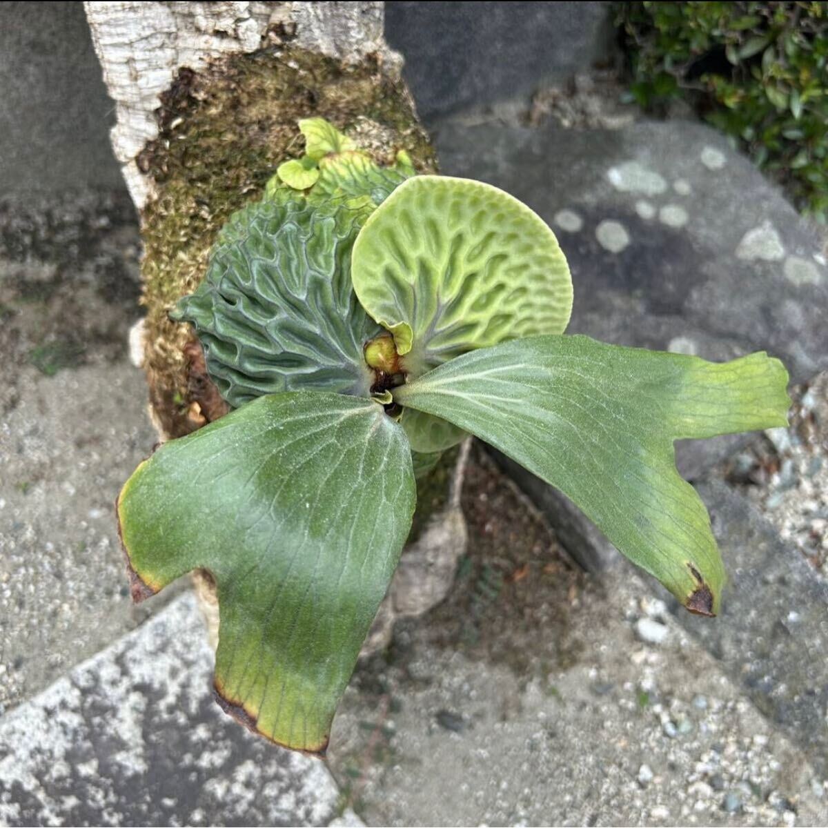 ビカクシダ マダガスカリエンセ 子株 Platycerium Madagascariense A 