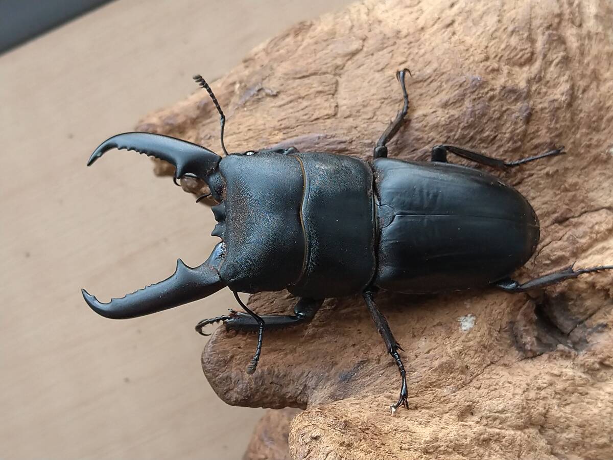 本土ヒラタ　ヒラタクワガタ　1♂3♀　【新成虫】その2