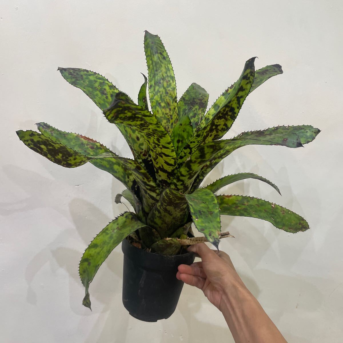 Aechmea Orlandiana Pickaninny 子株付き Aechmea Orlandiana Pickaninny 子株付き Aechmea orlandiana