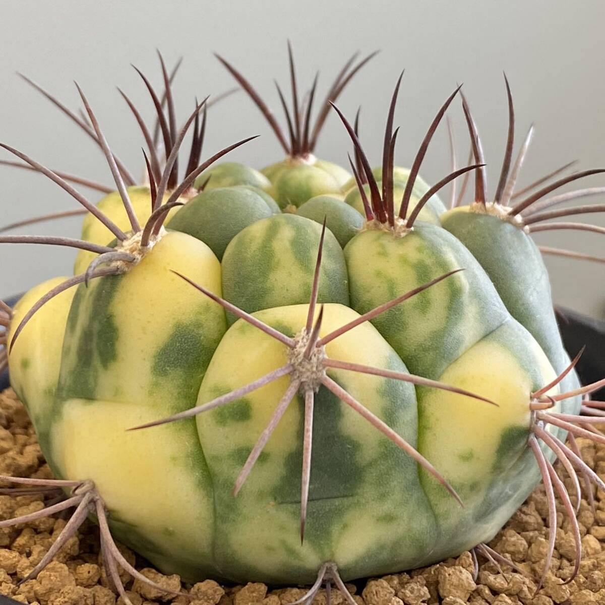 サボテン・多肉植物> 新天地錦|観葉植物 サボテン・多肉植物> 新天地錦|観葉植物