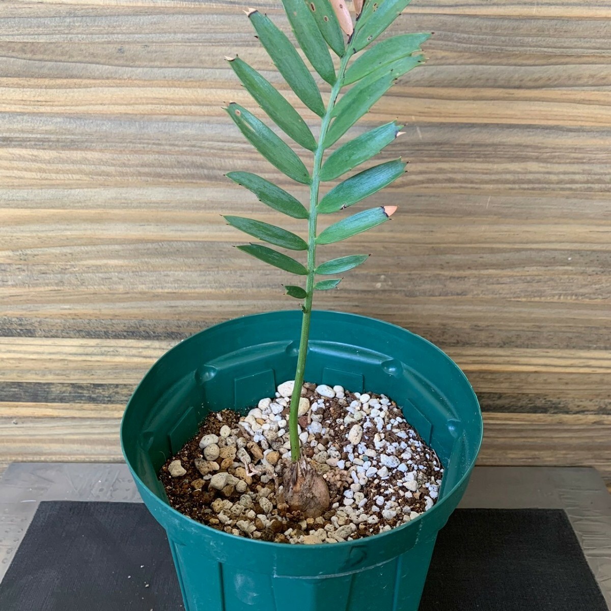 エンセファラルトス ホリダス オニソテツ　国内フラッシュ発根管理済　　　　　　　　　　　　　　　/検索/ Encephalartos アガベ 苗 12