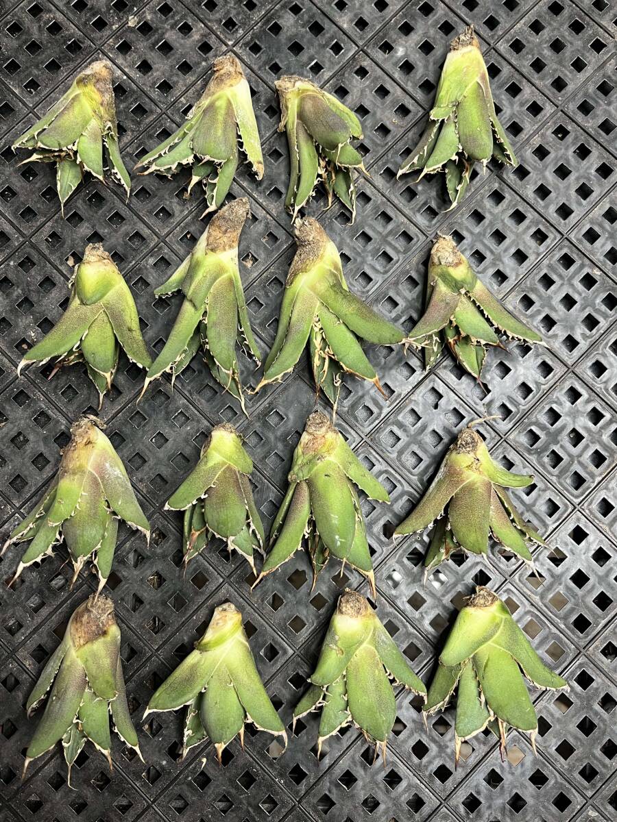 H31多肉植物アガベ チタノタ 凱撒 シーザー agave titanota caesar 子株 16株