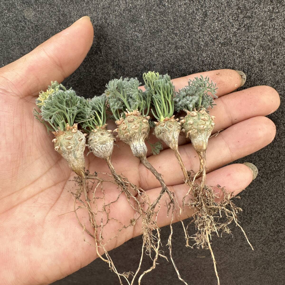 Yahoo!オークション - A15 多肉植物サルコカウロン ペニクリナム