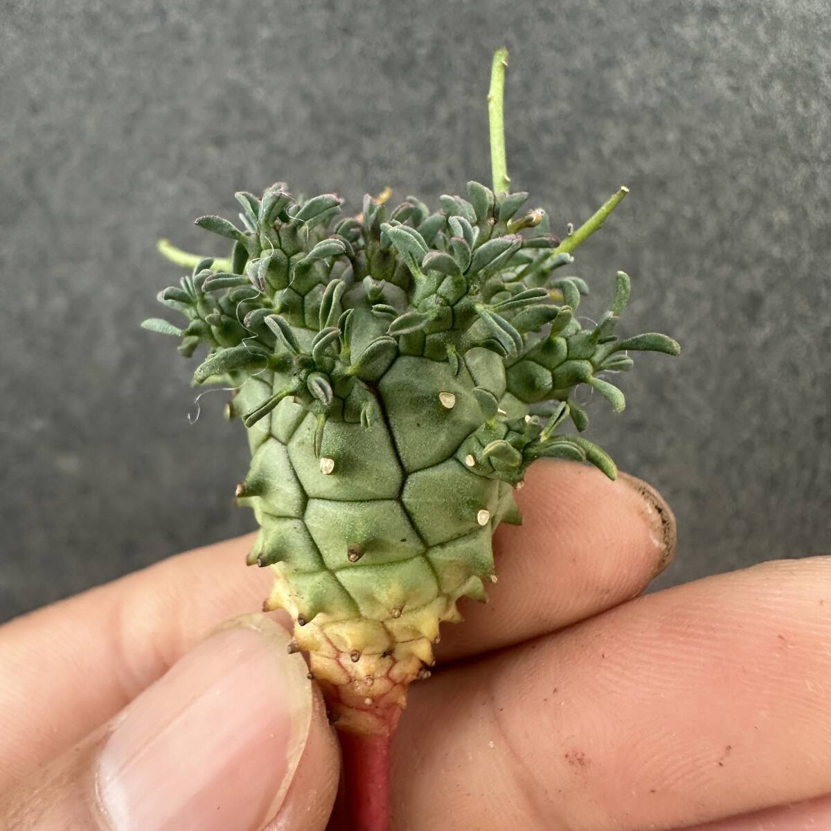 D4 ユーフォルビア デセプタ 実生Euphorbia decepta 