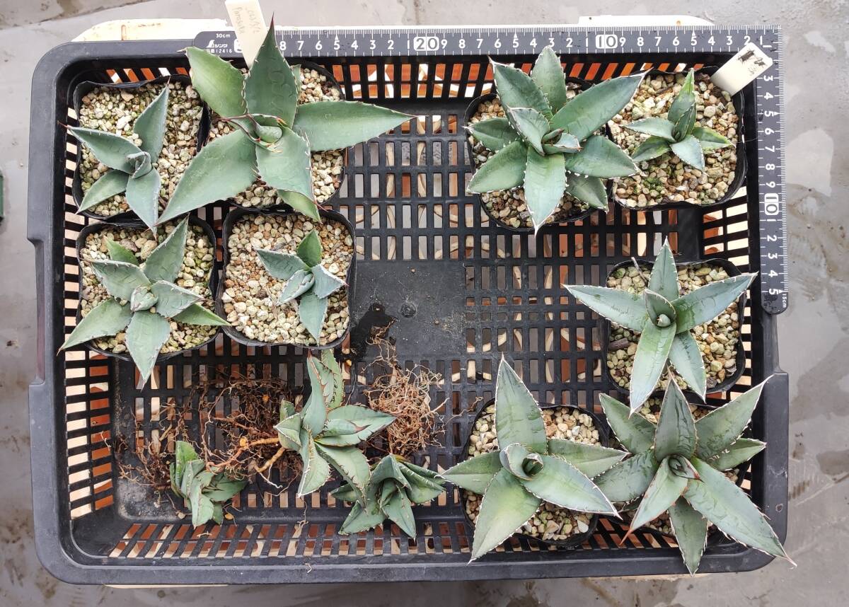 アガベ Agave チタノタブルー Titanota Blue パラサナ Parrasana ホリダ horrida 12株セット 実生 多肉植物