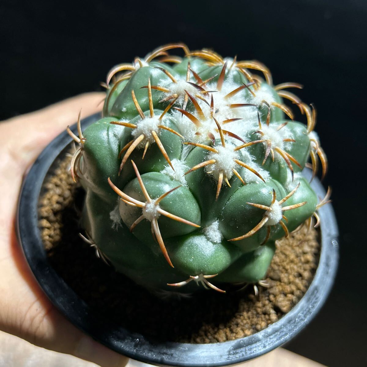 グリーンウッディ　自根　コリファンタ サボテン 多肉植物 