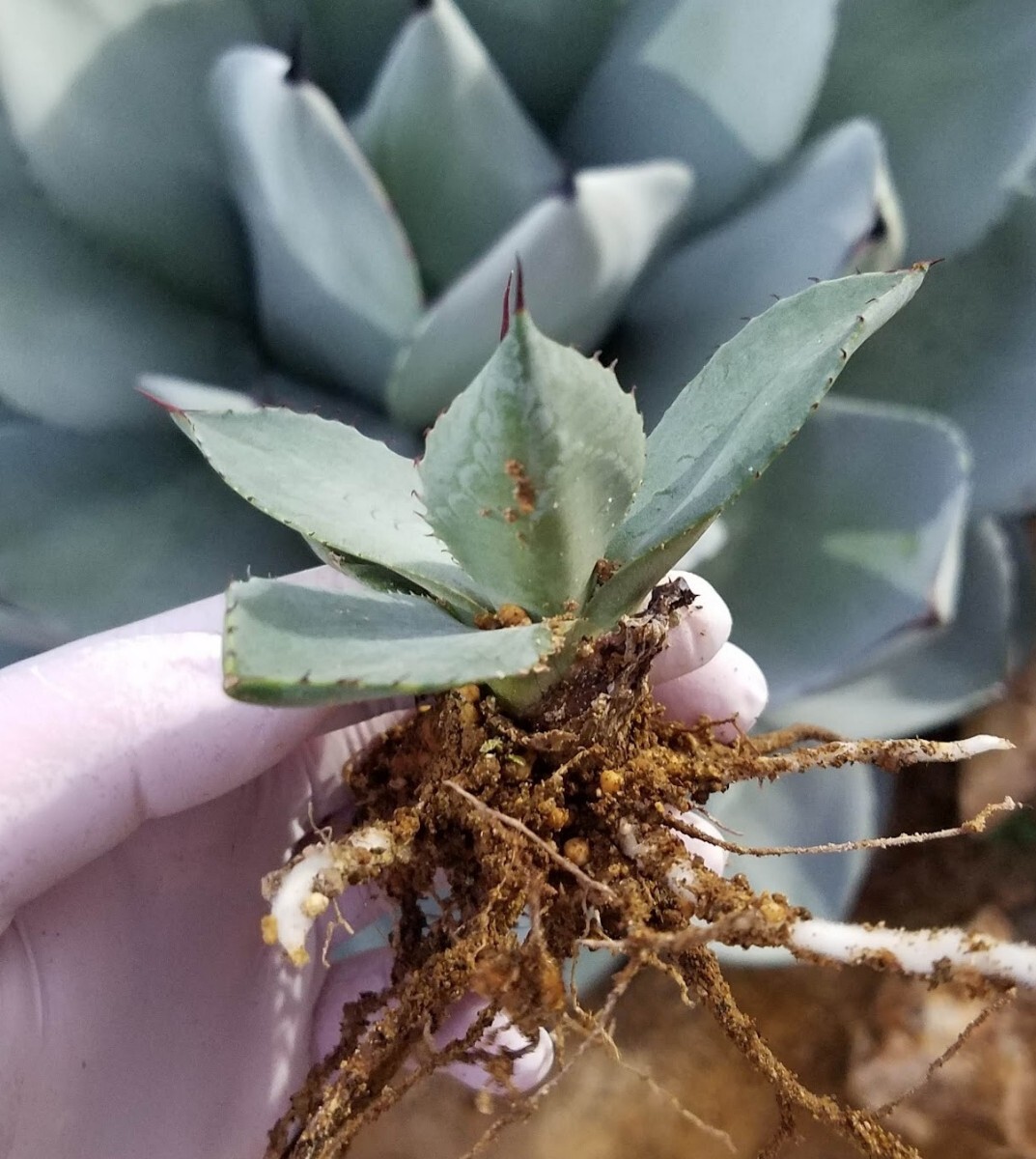 特選株 アガベ パリー トランカータ Agave parryi var truncata 特選株 アガベ パリー トランカータ Agave parryi var truncata