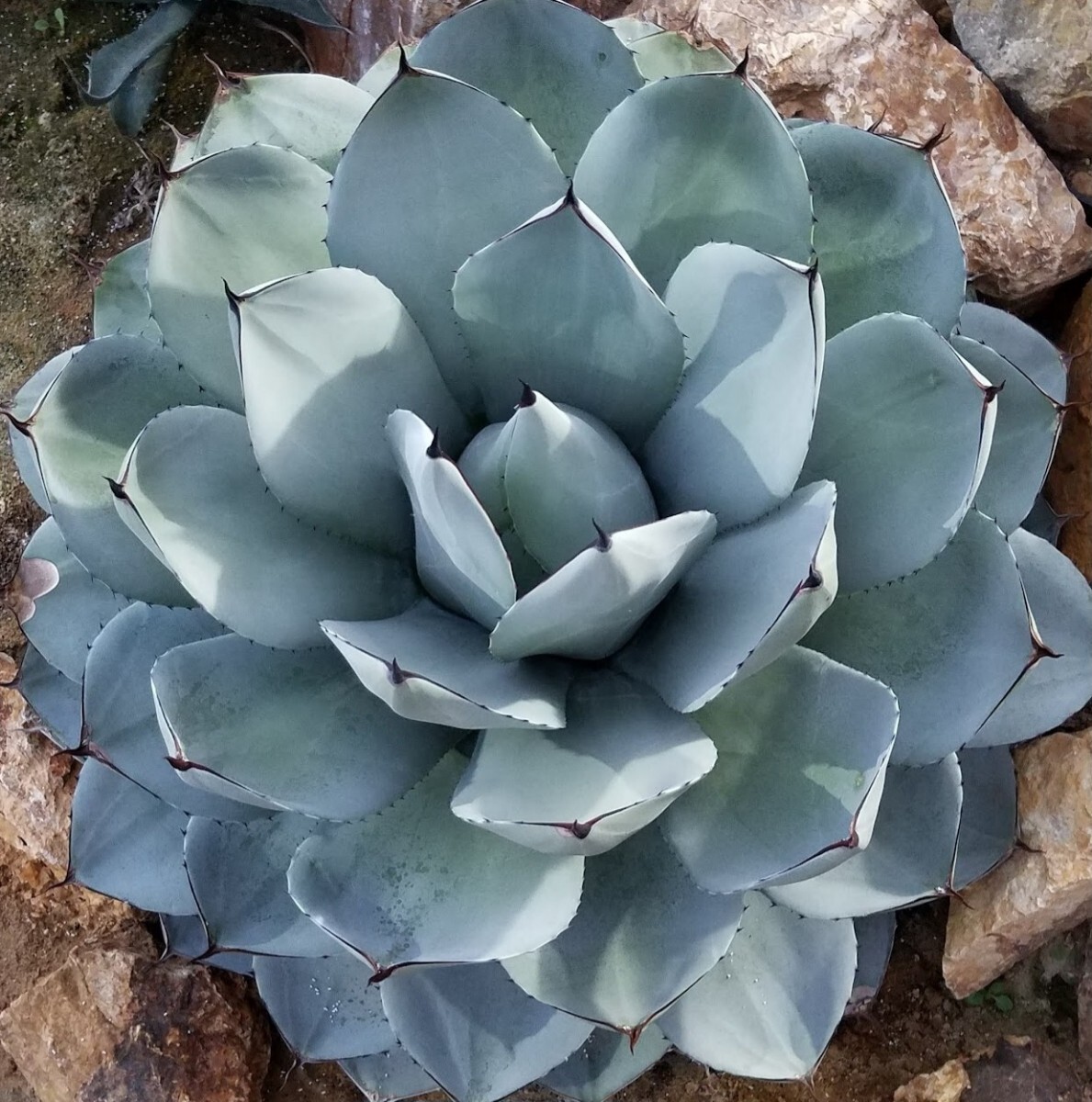 特選株 アガベ パリー トランカータ Agave parryi var truncata