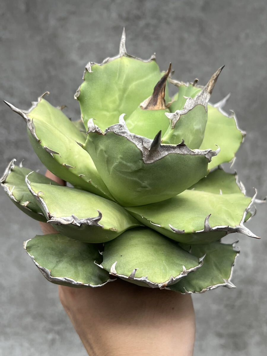 良血 強棘 うねり ボール ラウンド アガベ agave オテロイ 子株 良血 強棘 うねり ボール ラウンド アガベ agave オテロイ 子株