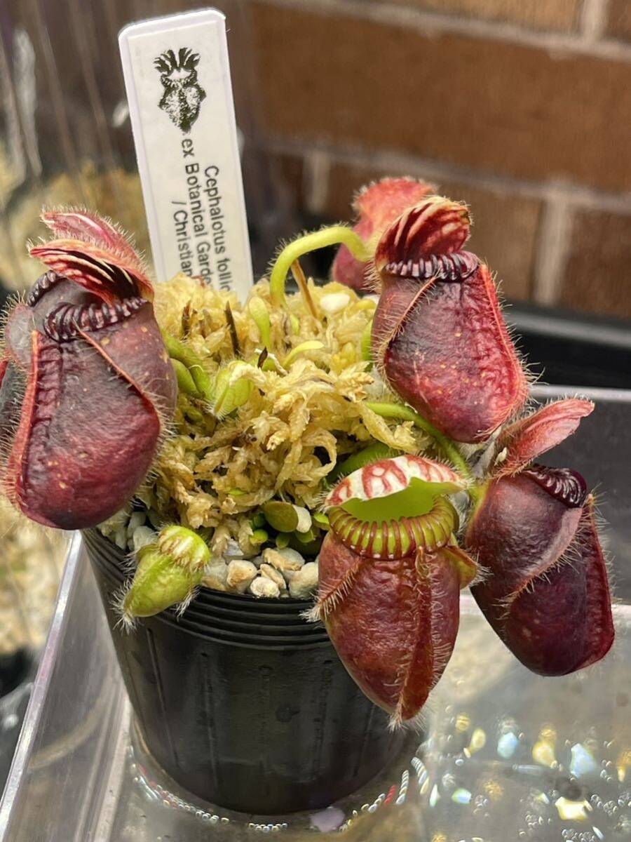 Cephalotus follicularis ex Botanical Garden Wilhelma CK Cephalotus follicularis ex Botanical Garden Wilhelma CK