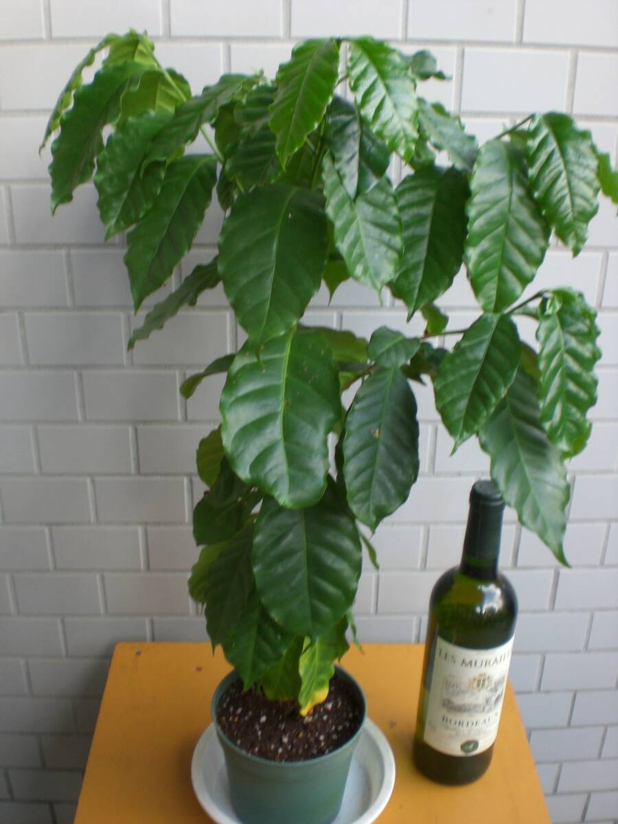 熱帯果樹★コーヒーの木(コナ)★４年生実生苗★１株