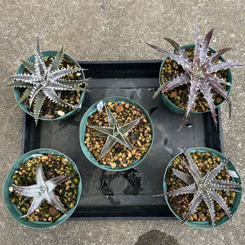 Dyckia ディッキア アソート