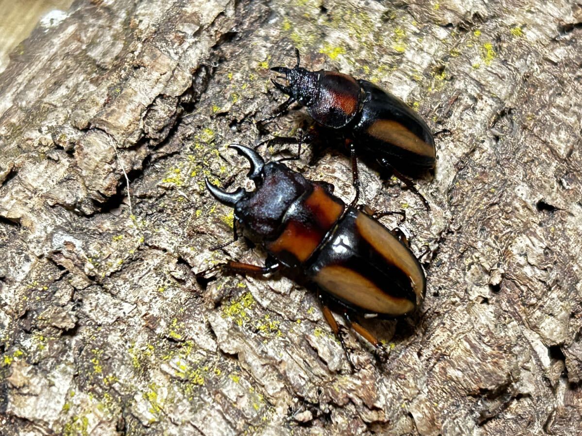 インクイナトゥスノコギリ　新成虫ペア　インクイナトゥスノコギリクワガタ　ヤザキノコギリ
