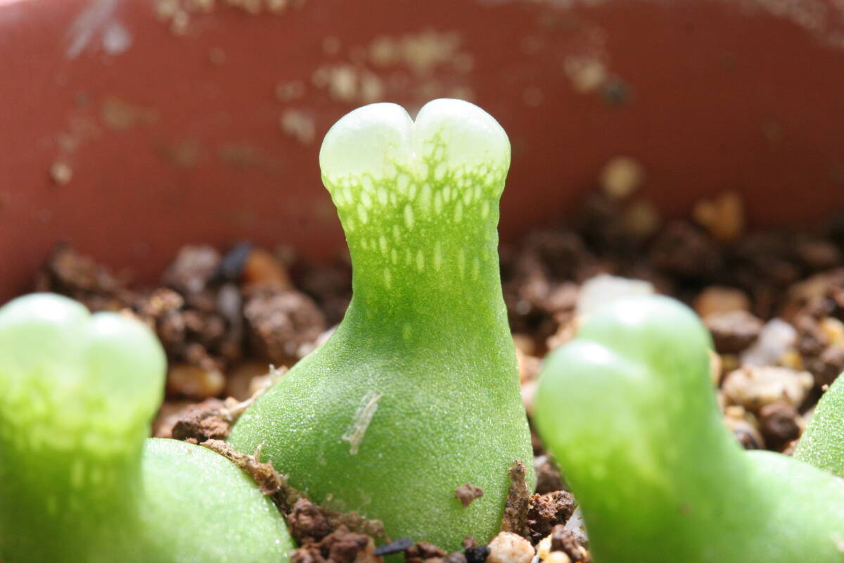 コノフィツム アカベンセ、２株５頭セット Conophytum achabense， Achab se Berg産