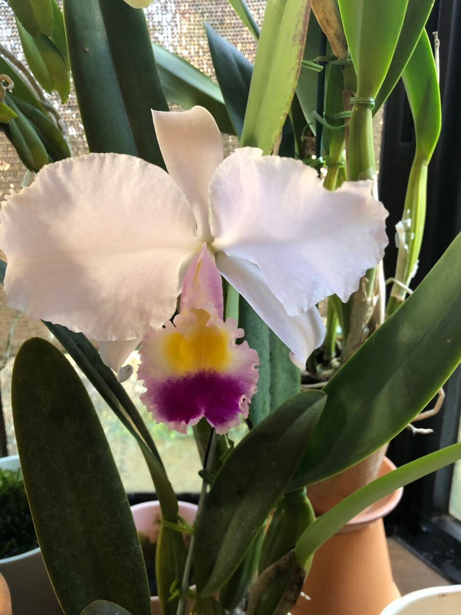 洋ランR6-180 原種カトレア C.trianaei coerulea x sib wenzei 洋ランR6-180 原種カトレア C.trianaei coerulea x sib wenzei