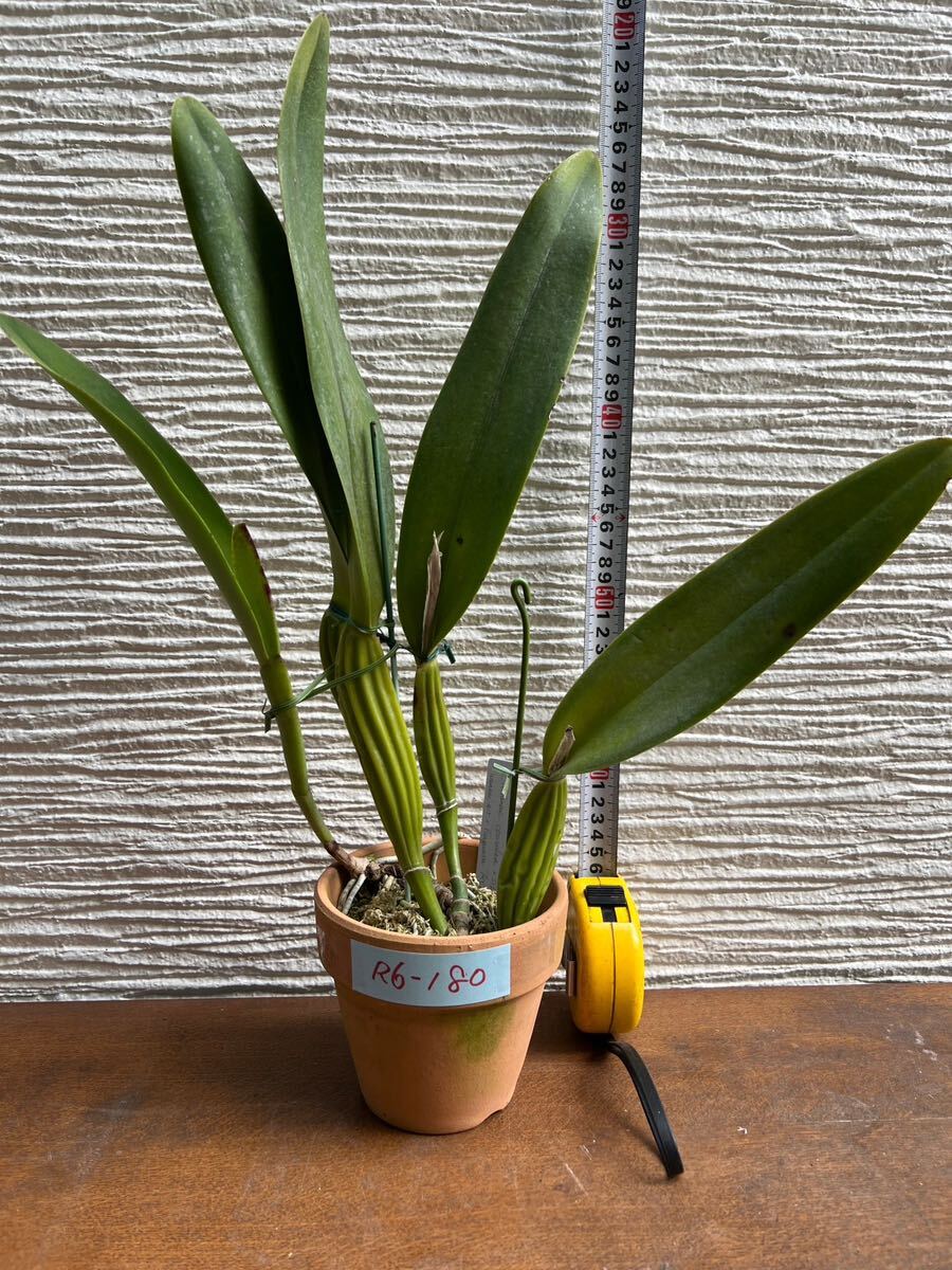洋ランR6-180 原種カトレア C.trianaei coerulea x sib wenzei 洋ランR6-180 原種カトレア C.trianaei coerulea x sib wenzei