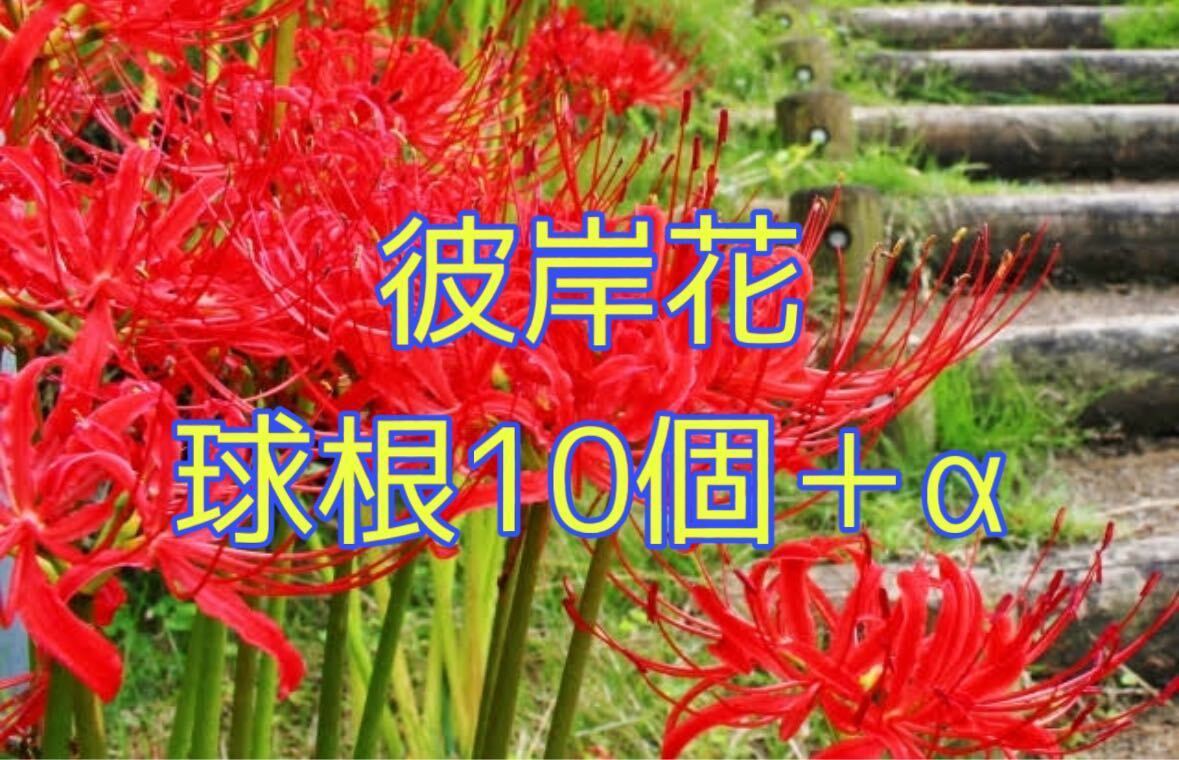 ヒガンバナ 球根10個 ＋α 彼岸花 リコリス ガーデニング