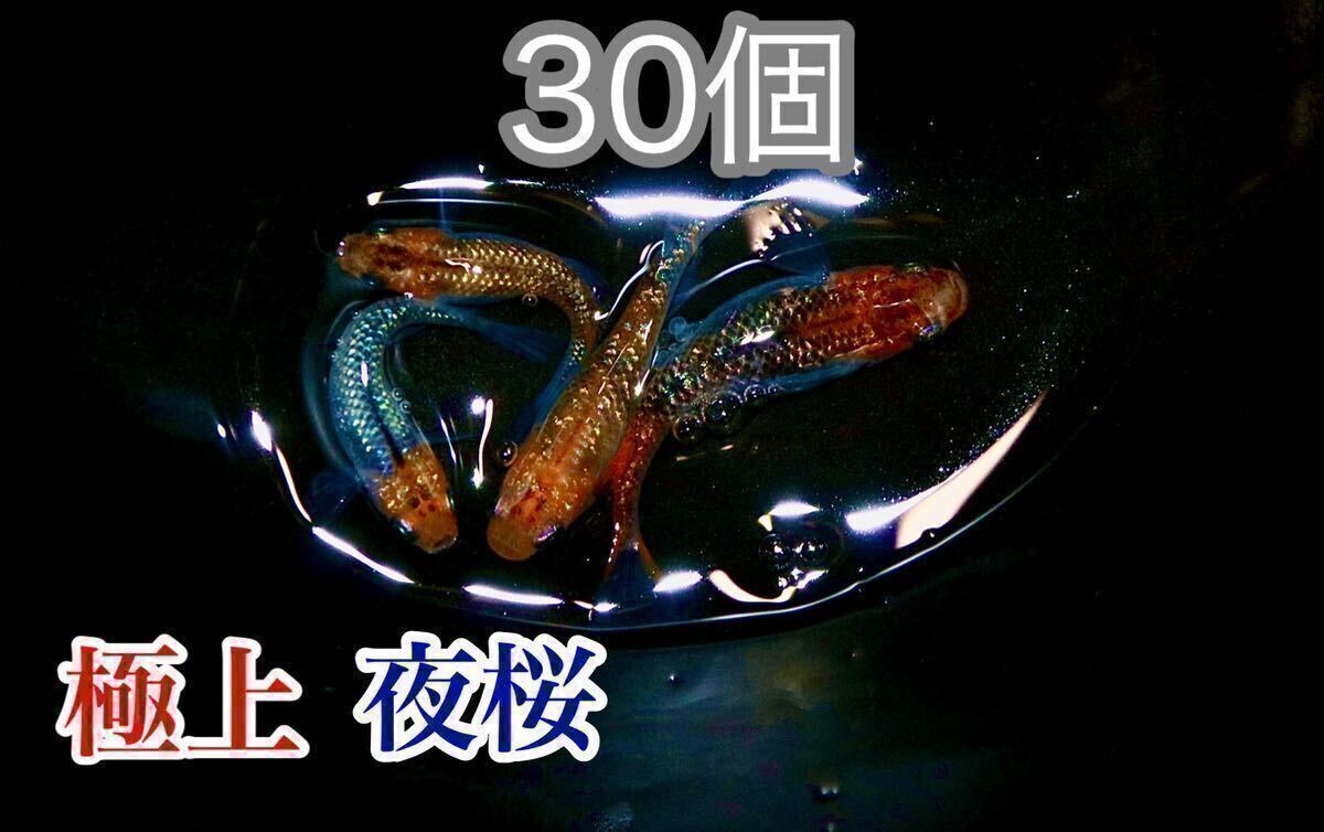 爆産の翌日限定！夜桜めだかの有精卵30個＋@(蒼煌、天界、宮桜好きにもオススメ )即決は＋@増量！その他多数出品中！