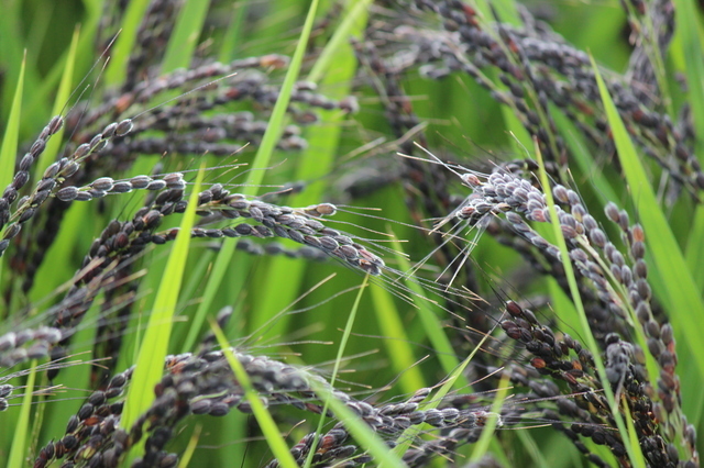 黒米 500ｇ 豆力 國産 國內(nèi)産 くろこめ 雑谷 國內(nèi)加工 くろまい くろごめ 古代米 谷物 雑谷米 雑谷ごはん 黒こめ 黒ごめ