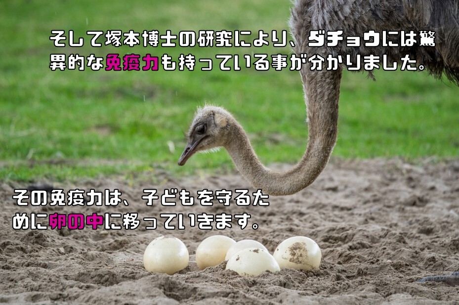 ダテウブリン配合 米ぬかパウダー 100g×10袋 産學(xué)連攜商品 ダチョウ卵黃抽出物 食用 國(guó)內(nèi)制造 冢本康浩博士 低糖質(zhì) 米糠