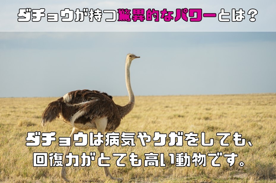 ダテウブリン配合 米ぬかパウダー 100g×3袋 産學(xué)連攜商品 ダチョウ卵黃抽出物 食用 國內(nèi)制造 冢本康浩博士 低糖質(zhì) 米糠