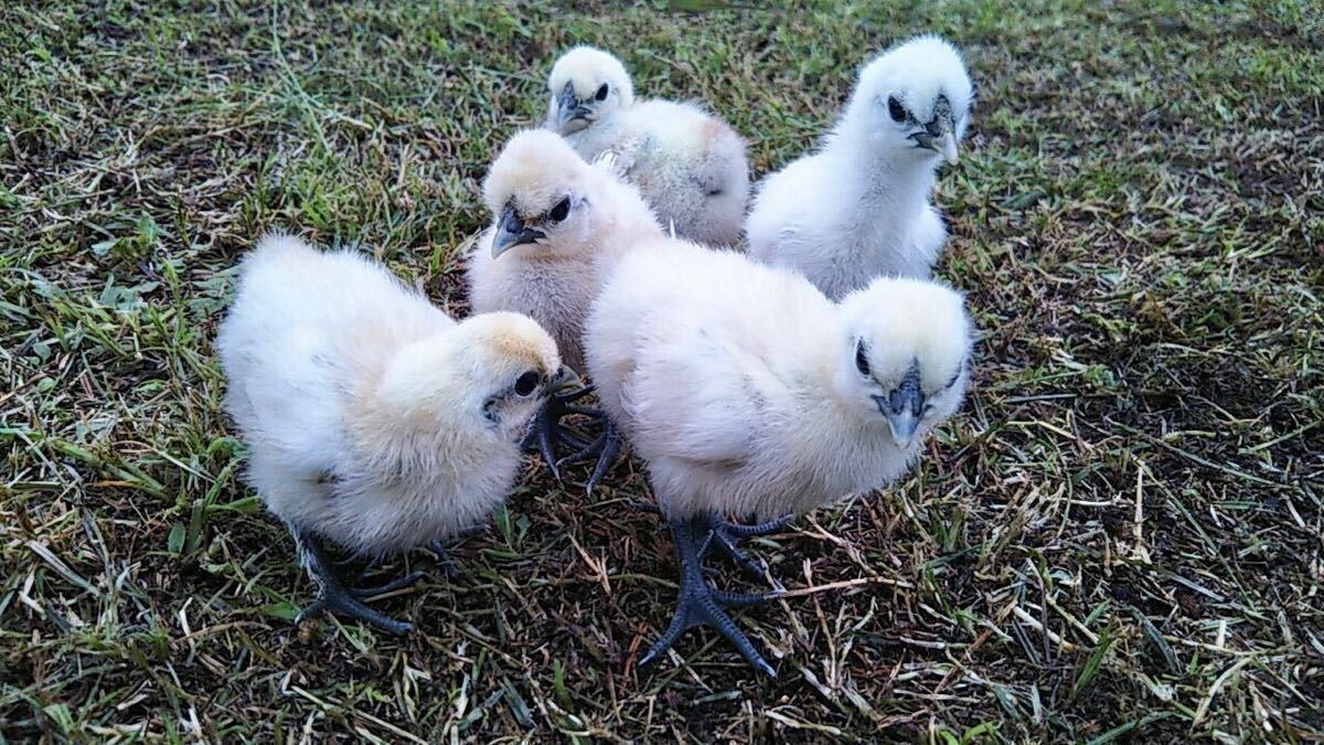 東京烏骨鶏の卵　烏骨鶏　ニワトリ　放し飼い有精卵（食用可）送料無料　4個セット