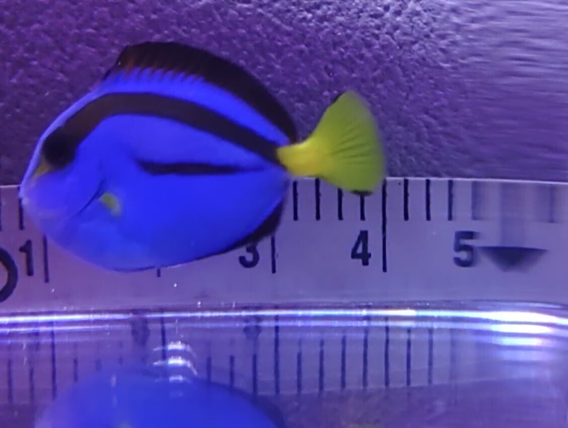 【海水魚】 鹿児島県産 ナンヨウハギ　ハンドコート個体　3cm± 餌付け済み