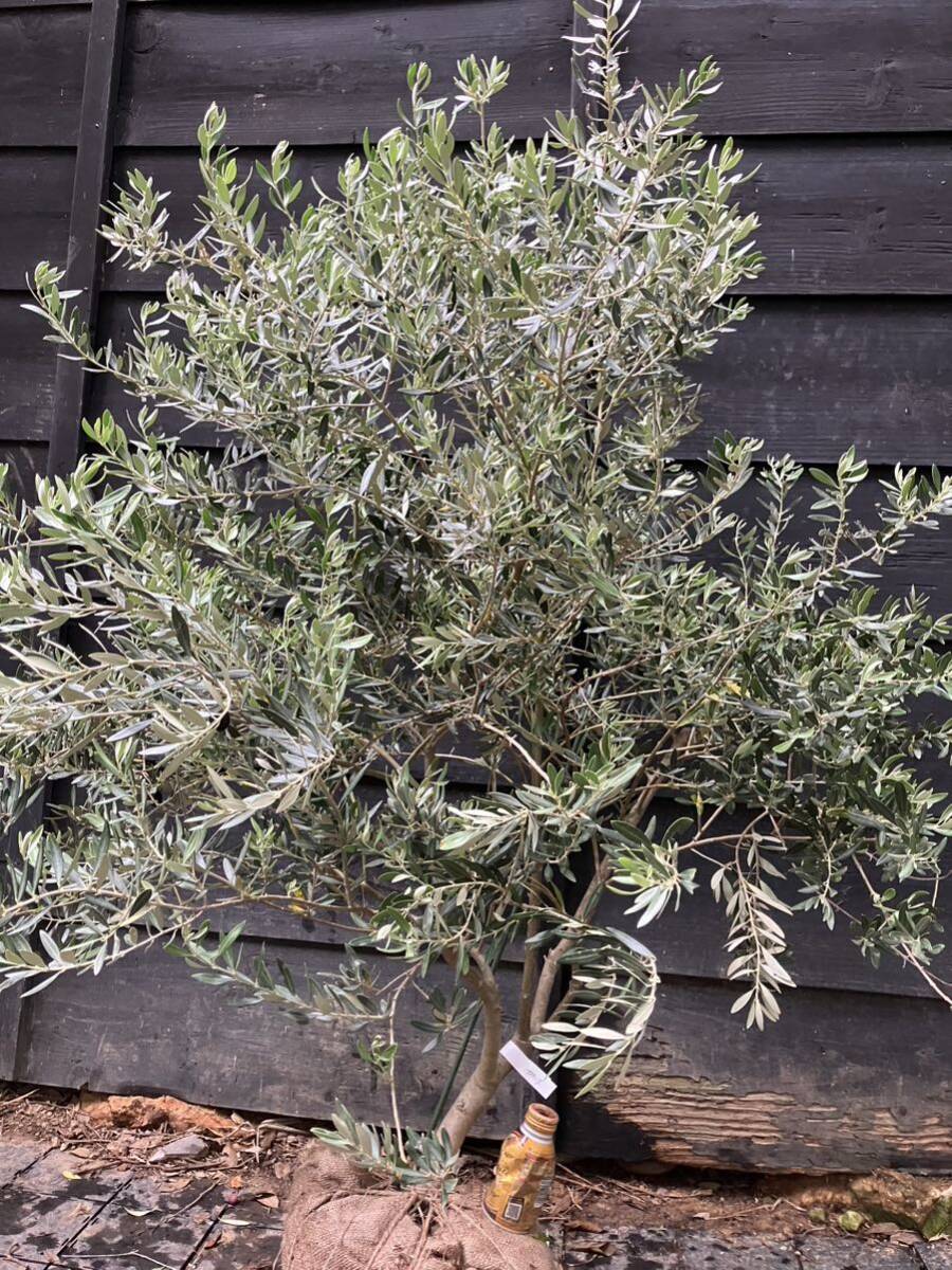 希少 オリーブの木 カヨンヌ 小倉園 オリーブ・カヨンヌ 8号鉢