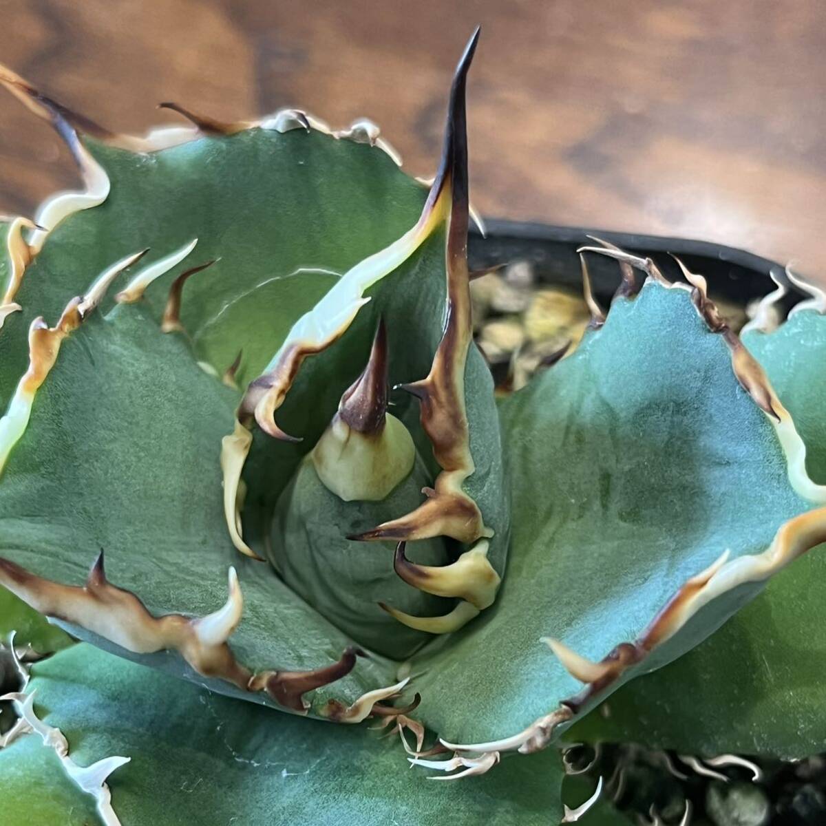 実生② 抜き苗 アガベ チタノタ オテロイ Agave titanota oteroi Seedling検索 冰雹 オアハカ 大白鯊 皇冠