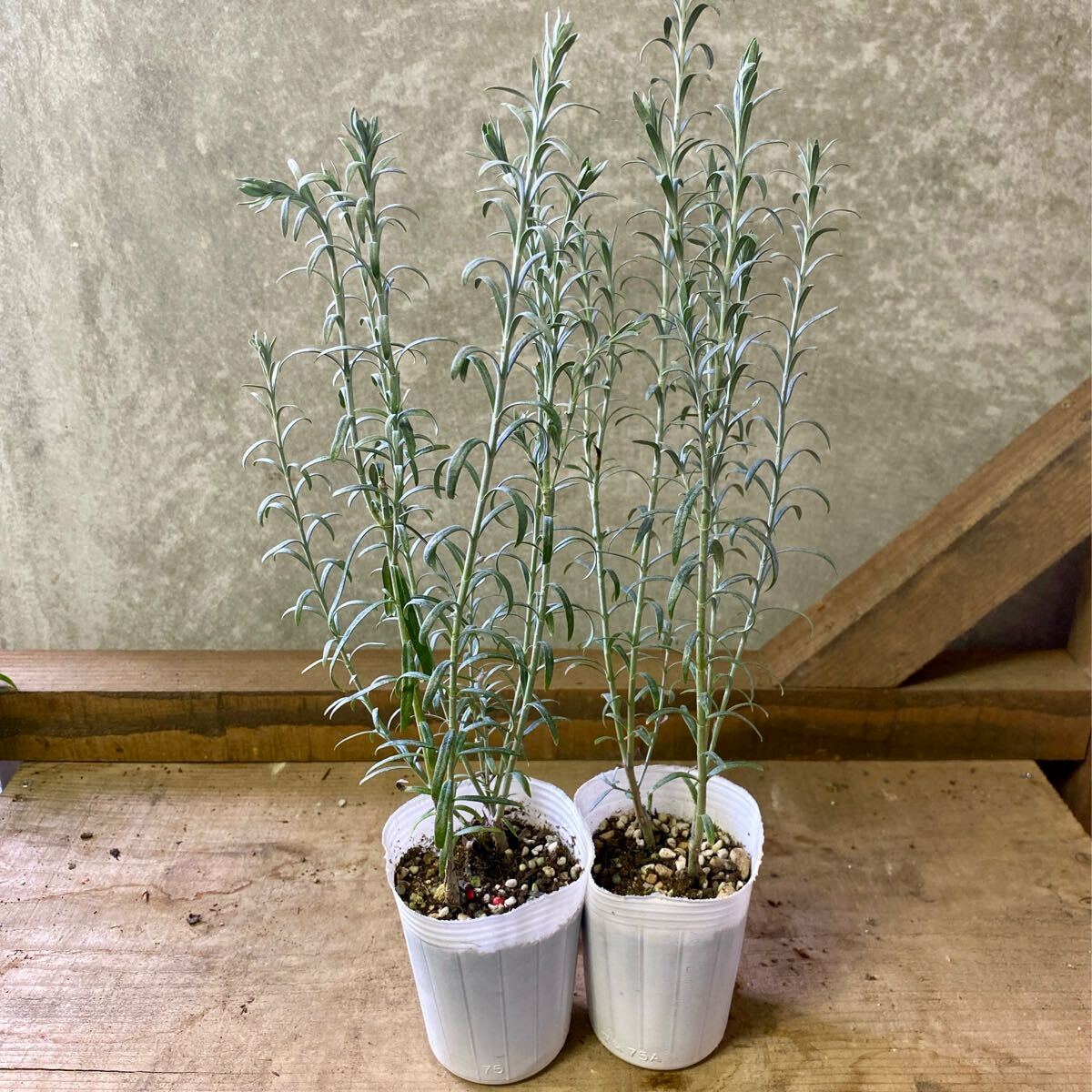 常緑低木　ゴンフォスティグマ　2ポットset