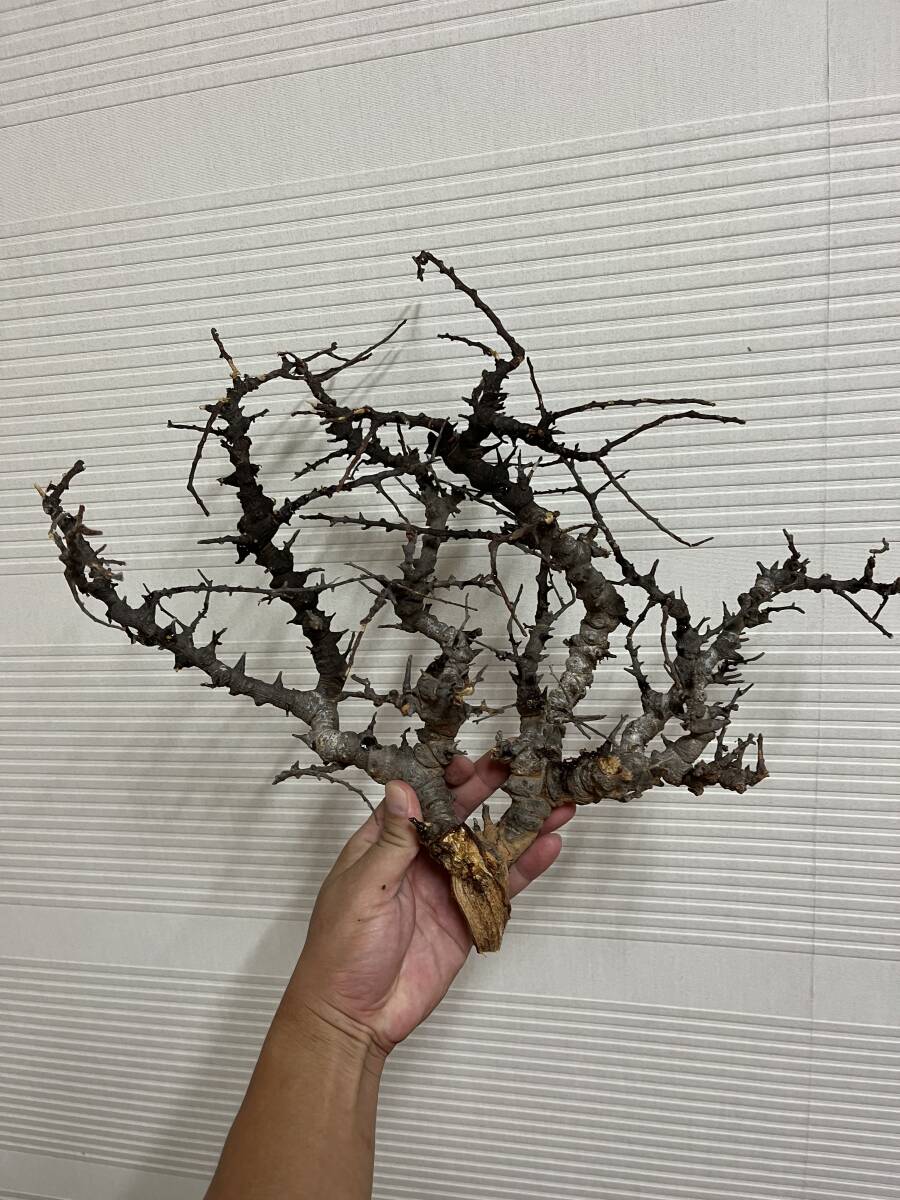 Yahoo!オークション - No.3 Commiphora sp Eyl コミフォラ Yahoo!オークション - No.3 Commiphora sp Eyl コミフォラ