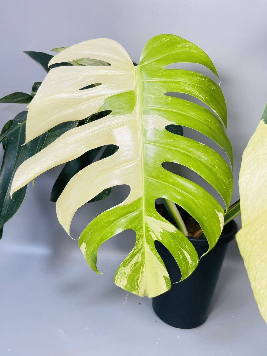 07 Monstera Borsigiana Mint モンステラ ボルシギアナ ミント 斑入り 