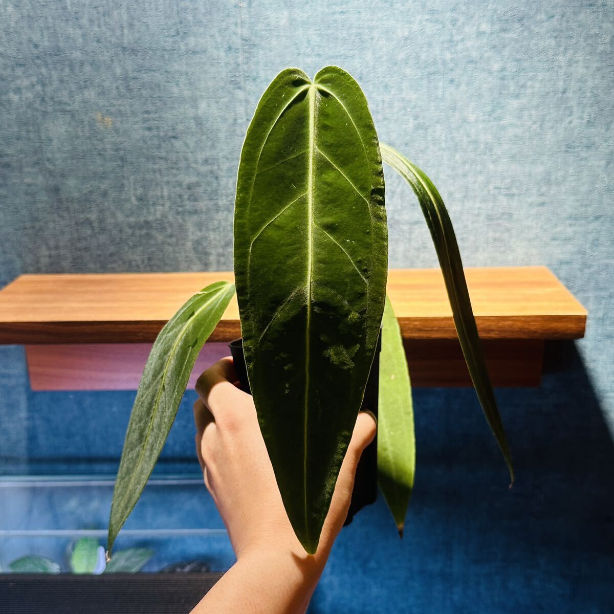 Anthurium warocqueanum アンスリウム ワロクアーナム|フラワー Anthurium warocqueanum アンスリウム ワロクアーナム|フラワー